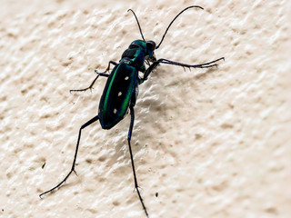 Tiger beetle insects  chrysalis weevil worm caterpillar animal gardenIGITAL CAMERA