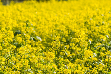 Вид на поле рапса