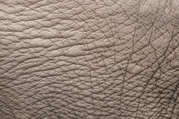 Elephant skin close up