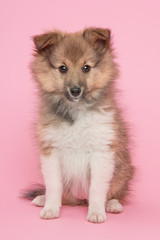 Cute sheltie puppy dog sitting facing the camera on a pink background