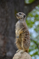 Fototapeta premium meerkat