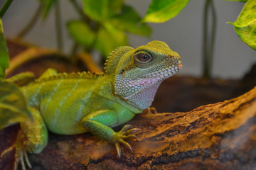 Obraz premium lizard