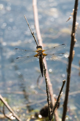 Dragon Fly, really big one