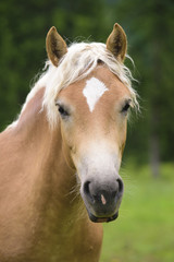 Naklejka premium Haflinger auf der Weide