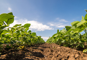 Soybean Field Rows