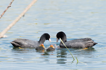 Black Coot with Chcks at Sea