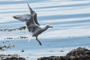Seagull landing © bentmogenslarsen