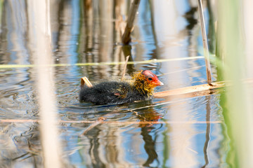 Black Coot with Chcks at Sea