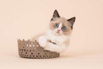 Cute rag doll kitten with blue eyes facing the camera in a brown lace basket with soft creme background