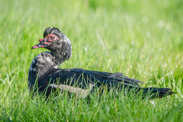Musk duck resting in the grass