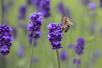 Honeybee on Lavender