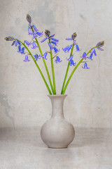 Blue wild hyacinths in a vase as a still life on a old concrete like background