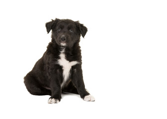 Cute sitting border collie puppy dog isolated on a white background