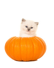 Rag doll baby cat in an orange pumpkin isolated on a white background