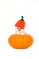 Rag doll baby cat in an orange pumpkin with a pumpkin hat, as halloween card