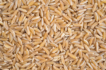 Close view of Khorasan wheat