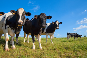 Vache en pâture