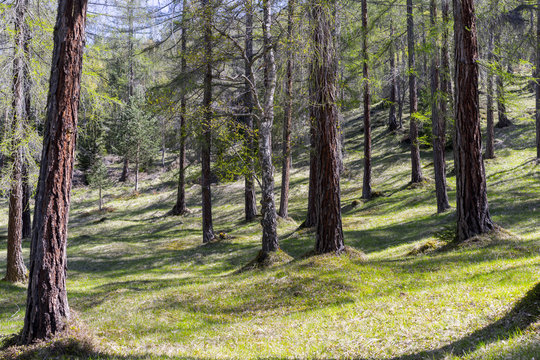 Fototapeta Nature Scenic of Sunny Coniferous Forest with Mature Trees Spaced Sparsely on Green Hillside on Beautiful Summer Day