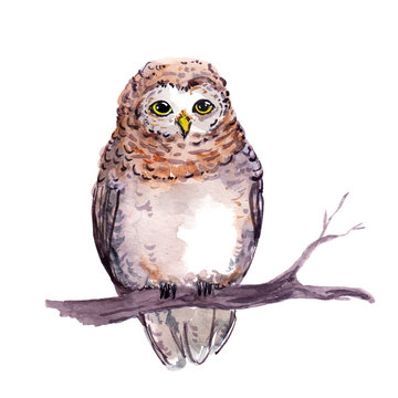 Owl - cute cartoon animal. Watercolor