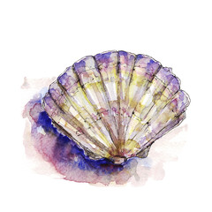 Watercolor illustration of a sea shell