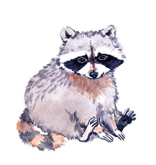 Cute raccoon animal. Watercolor