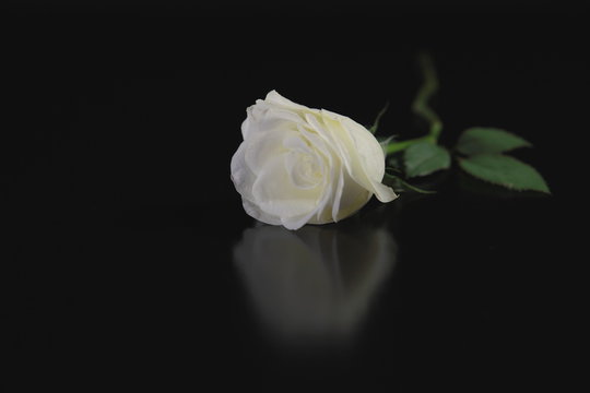 Weiße Rose" Bilder – Durchsuchen 526 Archivfotos, Vektorgrafiken und Videos  | Adobe Stock