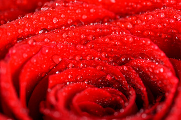 Wet Red Rose Close Up With Water Drops
