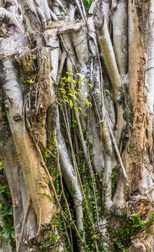 Tronco de &aacute;rvore com parasitas.
