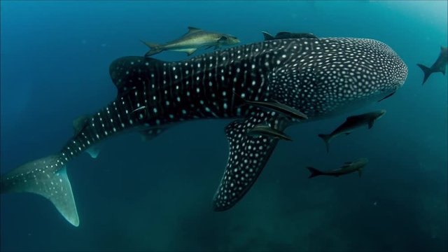 Whaleshark with cobia entourage