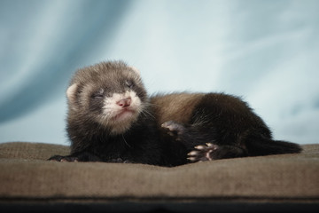 Young 4 weeks old dark color ferret