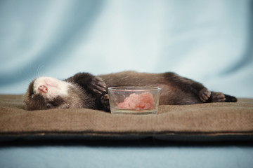 Baby ferret after lunch