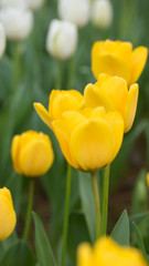 Yellow tulips. Colorful tulips in spring season