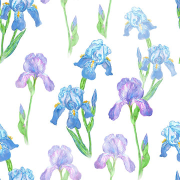 Watercolor iris flower seamless pattern isolated on white backgr