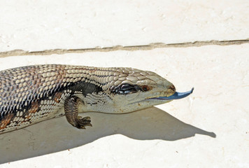 Australian Blue Tongue Lizard (Tiliqua scincoides) with tongue poking out