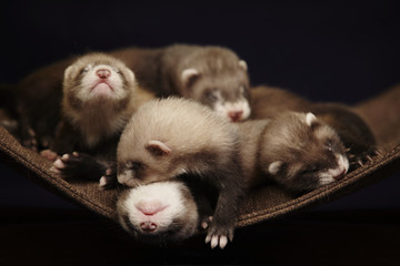 Four weeks old ferret babies