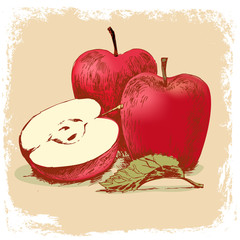  fruit collection.apples hand drawn with grunge frame.vector illustration