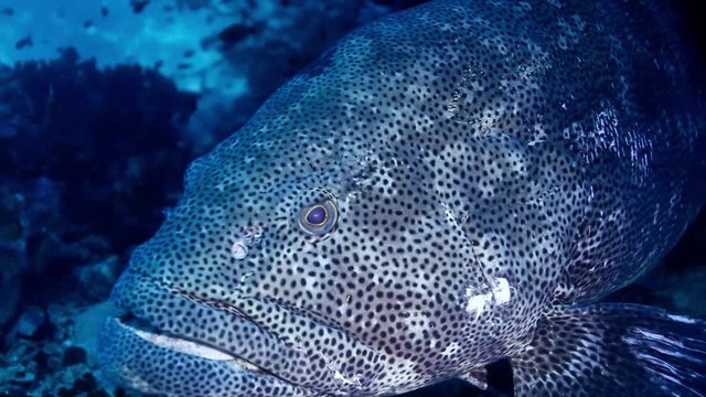 Giant grouper close-up