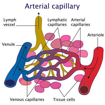 Arterial capillary vector illustration