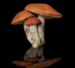 Mushroom boletus three pieces together family