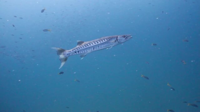 Great barracuda swimming against the current