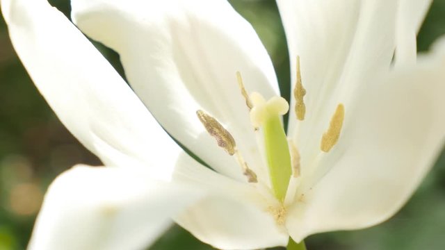 Details of Tulipa Purissima pistil in the garden 4K 2160p 30fps UltraHD footage - White Fosteriana tulip with yellow on petals 4K 3840X2160 UHD video