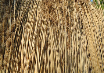 Dachdeckungsmaterial Reet