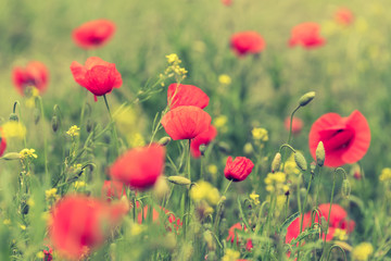 Poppy flower in a field with beautiful colors