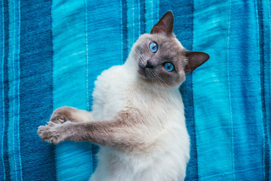 portrait cat with blue eyes on a blue background
