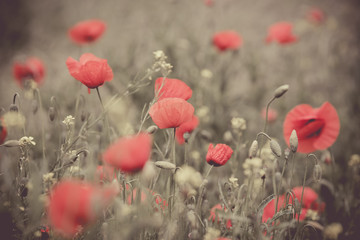 Naklejka premium Poppy flower in a field with beautiful colors