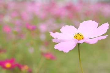 コスモスの花　

