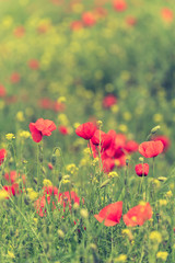 Poppy flower in a field with beautiful colors