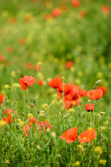 Poppy flower in a field with beautiful colors