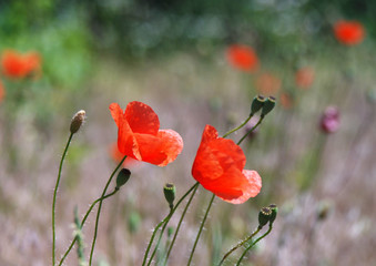 Couple of red poppies