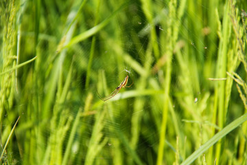 thin spider on the cobweb in the green grass